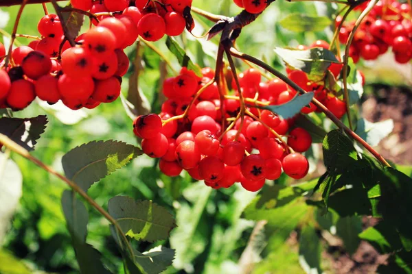 Sorbus aucuparia, rowan ou cinza de montanha com bagas de laranja no verão — Fotografia de Stock