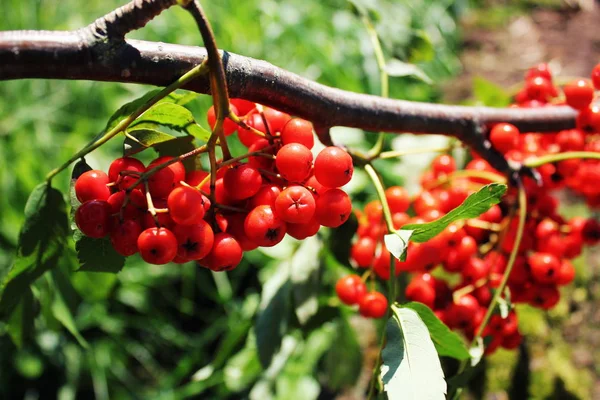 Sorbus aucuparia, rowan ou cinza de montanha com bagas de laranja no verão — Fotografia de Stock