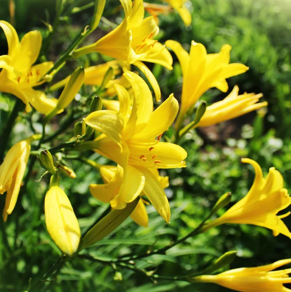 Flor de lirio de día amarillo o Hemerocallis — Foto de Stock