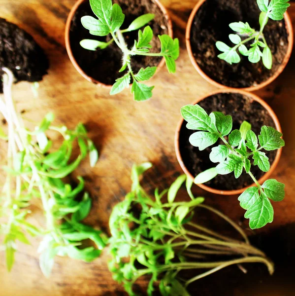 Junge Tomatensetzlinge auf hölzernem Boden. Gartenkonzept. Ansicht von oben. — Stockfoto