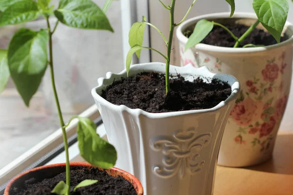 Plantes de paprika poussant en pots à l'intérieur — Photo