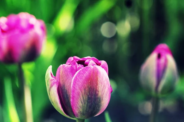 Весенний фон с выращиванием тюльпана в саду — стоковое фото