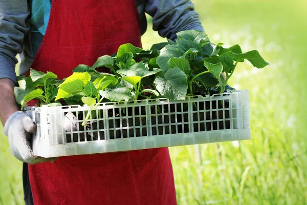 Фермер має коробку зі свіжих зелених саджанців огіркових рослин — стокове фото