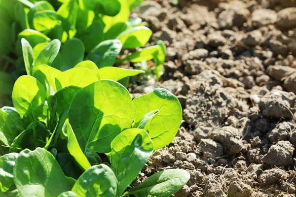 Mladé listy špenátu. Kapusta, špenát, rostoucí v zahradě. Zelené výhonky. Mladí zelení salát — Stock fotografie