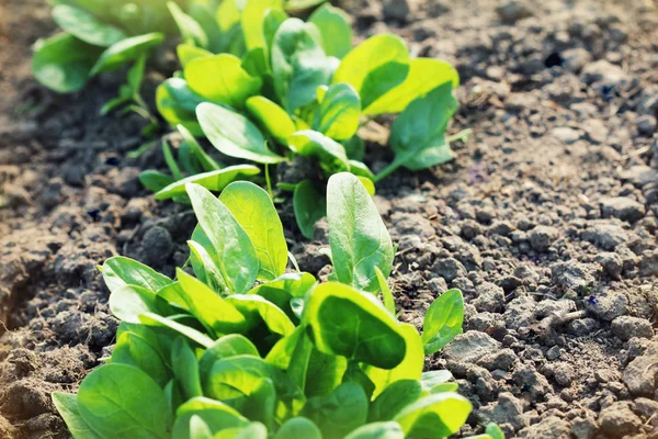 Mladé listy špenátu. Kapusta, špenát, rostoucí v zahradě. Zelené výhonky. Mladí zelení salát — Stock fotografie