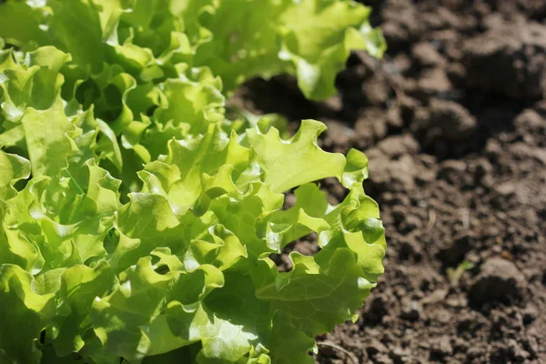 Curly green lettuce growing in bed -healthy eating concept — Stock Photo, Image