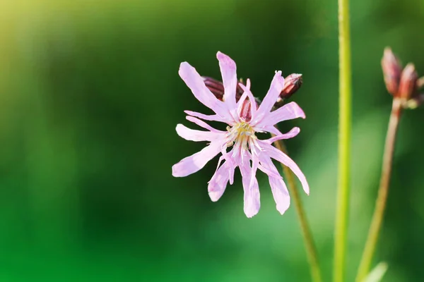 Ragged Robin or Lychnis flos-cuculi single flower. Pink flower in the family Caryophyllaceae, with strange incomplete petals