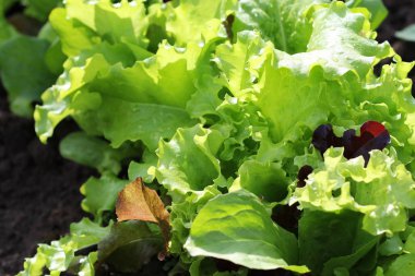 Taze yeşil kıvırcık marul salata renkli.