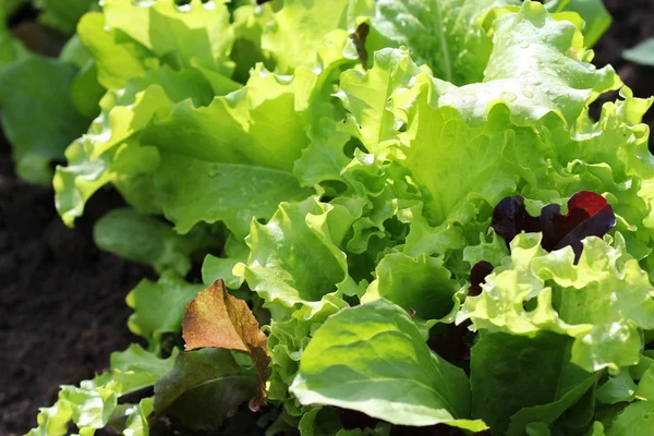 Taze yeşil kıvırcık marul salata renkli.