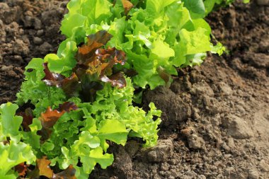 Taze yeşil vee kırmızı kıvırcık marul yatakta büyüyen. Ssalad arka plan. Üstten görünüm