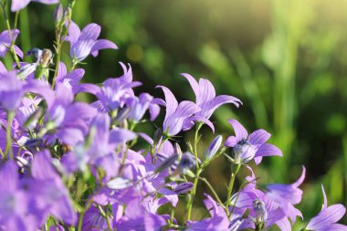 Bellflower çiçek çayır üzerinde yayılan Campanula patula grubu