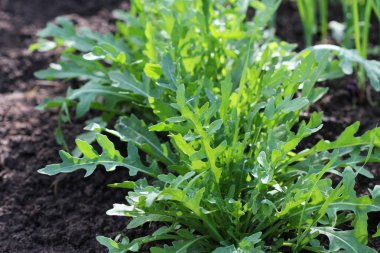 Arugula bitkisi organik sebze bahçesinde yetişiyor..