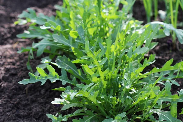 Arugula plant growing in organic vegetable garden. — Stock Photo, Image