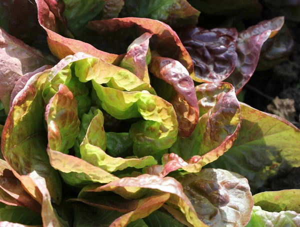 Fresh red lettuce growing in vegetable garden — Stock Photo, Image
