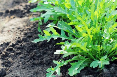 Arugula bitkisi organik sebze bahçesinde yetişiyor..