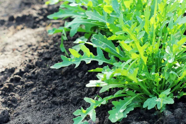 Arugula bitkisi organik sebze bahçesinde yetişiyor.. — Stok fotoğraf