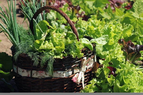 Alface em uma cesta colocada perto de um remendo vegetal — Fotografia de Stock