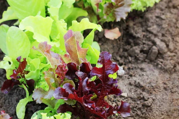 Fresh green aand red curly lettuce growing in bed. Ssalad background. Top view — Stock Photo, Image