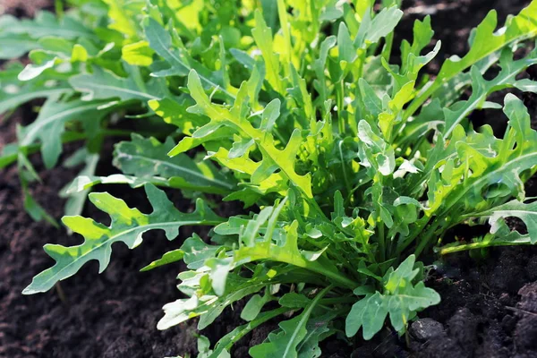 Planta Arugula crescendo em horta orgânica. — Fotografia de Stock