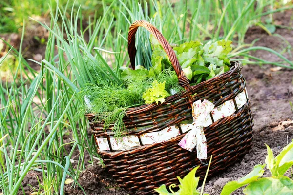 Frischer Bio-Gemüsesalat, Lauch, Dill, Rote Bete in einem Korb neben einem Gemüsebeet — Stockfoto