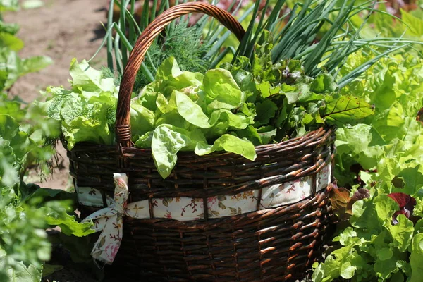 Alface vegetal orgânica fresca, alho-porro, endro, beterraba em uma cesta colocada perto de um remendo vegetal — Fotografia de Stock