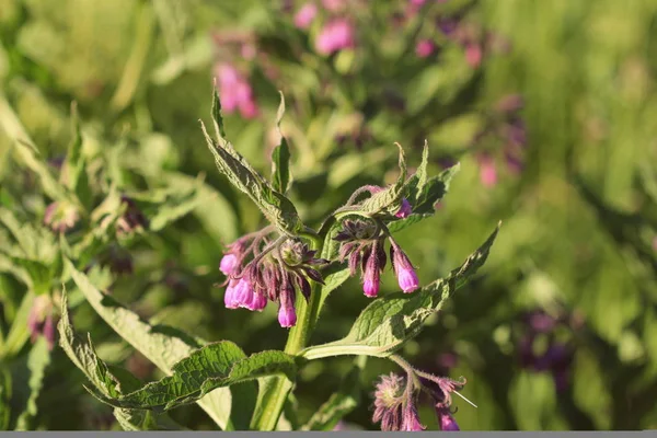 Comfrey. Comfrey or Symphytum officinale flower used in organic medicine — Stock Photo, Image