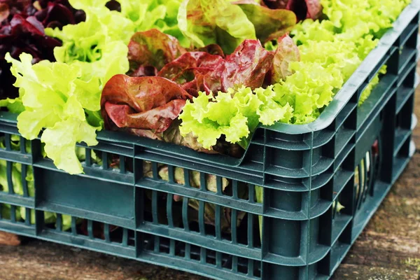Fresh raw lettuce packed in plastic box ready to sell — Stock Photo, Image