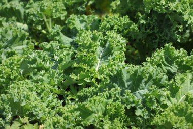 sebze bahçesinde büyüyen genç kale