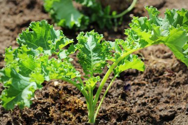 sebze bahçesinde büyüyen genç kale