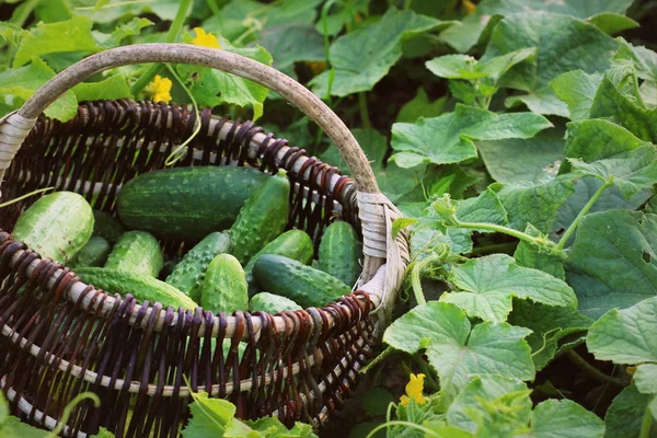Colheita fresca de pepinos em uma cesta. Fundo de jardinagem com plantas verdes — Fotografia de Stock