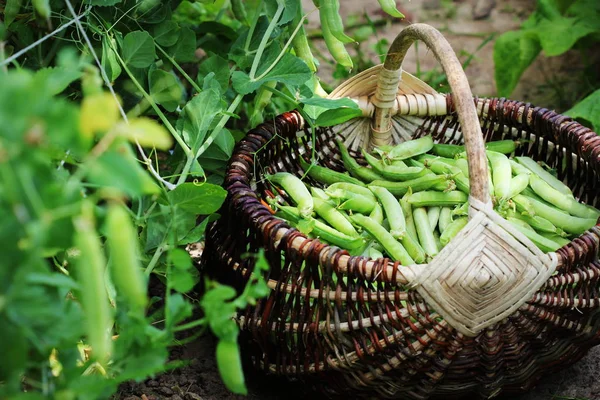 Συγκομιδή του αρακά φρέσκο picking σε καλάθι. Πράσινη μπιζέλι pods στο γεωργικό τομέα. Κηπουρική φόντο με πράσινα φυτά — Φωτογραφία Αρχείου