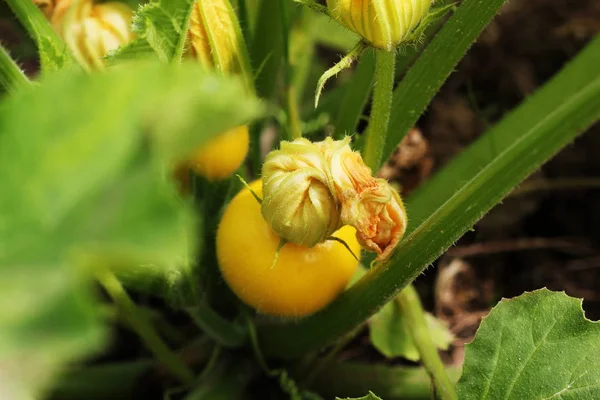 Round yellow zucchini with green leaves and yellow flowers growing in garden — Stock Photo, Image