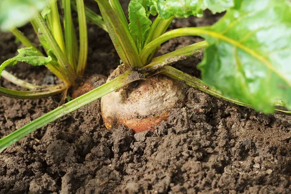 Organic golden beets growing in bed — Stock Photo, Image