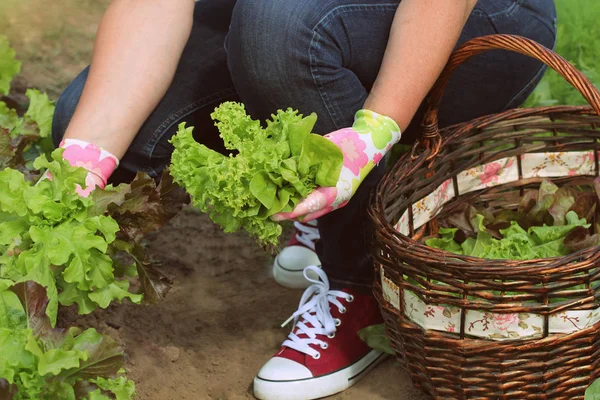 Жінка збирає свіжий салат зі свого саду. — стокове фото