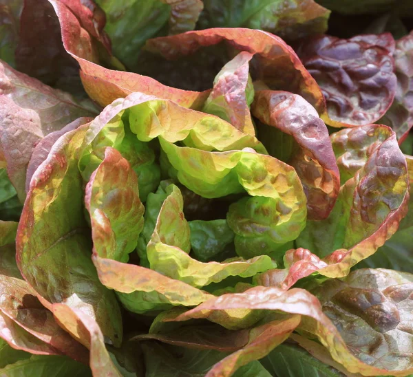 Alface vermelha fresca que cresce em horta — Fotografia de Stock