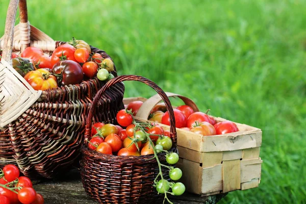 Фасоль сорта помидоры в корзинах на деревенском столе. Красочные помидоры - красный, желтый, оранжевый. Концепция приготовления овощей. Полные корзины помидоров на зеленом фоне — стоковое фото