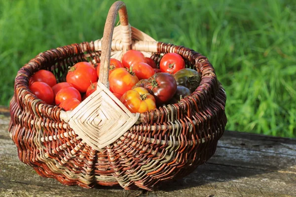 Herencia variedad tomates en cestas sobre mesa rústica. Tomate colorido rojo, amarillo, naranja. Cosechar la concepción de la cocina vegetal. Cesta completa de tometoes en fondo verde — Foto de Stock