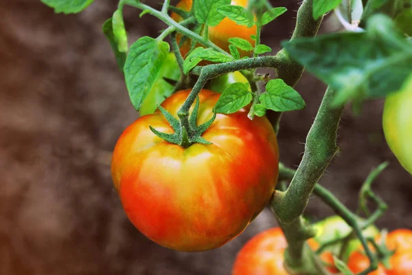 Olgun organik kırmızı domates Bahçe hasat hazır — Stok fotoğraf