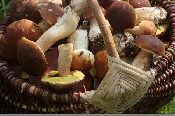 Mand vol verse boletus champignons in het bos — Stockfoto
