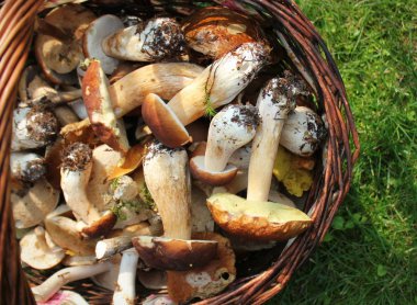 Sepet taze çörek dolu ormanda mantar. Üstten Görünüm