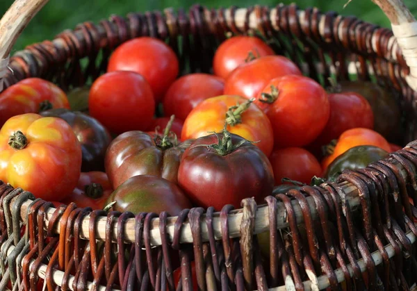 Tomaten in Körben auf rustikalem Tisch. bunte Tomaten - rot, gelb, orange. Ernte Gemüse kochen Konzeption. voller Korb mit Tomaten — Stockfoto