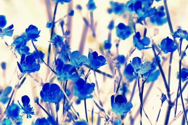 Tekstura błękitu kolorowy kwiatowy liści — Zdjęcie stockowe