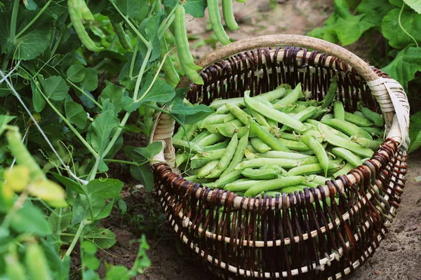 Récolte de pois frais verts cueillette dans le panier. Des gousses de pois verts sur les champs agricoles. Fond de jardinage avec des plantes vertes — Photo