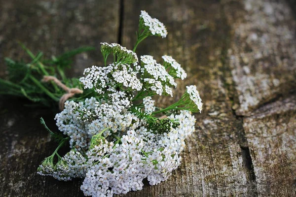 White Yarrow or Achillea millefolium, Native Wildflower on wooden background