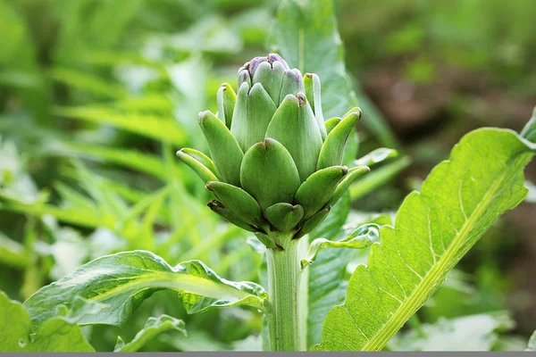 Young artichoke plants grows in a field — Stock Photo, Image