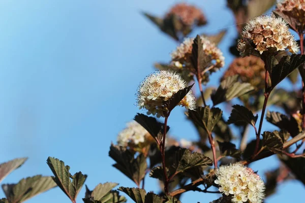 Ninebark or Physocarpus opulifolius shrub bloosom in garden. Dwarf shrub with deep red foliage for landscape gardening — Stock Photo, Image