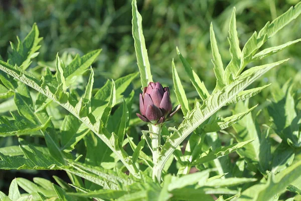 Young purple artichoke plants grows in a field — Stock Photo, Image