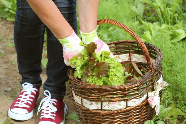 Жінка збирає свіжий салат зі свого саду. — стокове фото