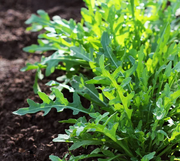 Arugula rostlina rostoucí v organické zeleninové zahradě. — Stock fotografie