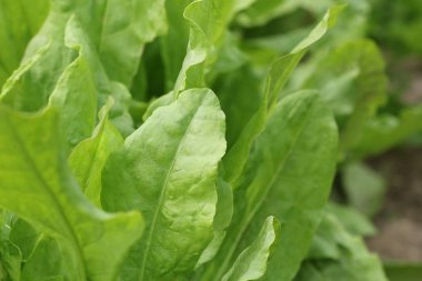 Yatakta büyüyen Bahçe kuzukulağı bitkilerde